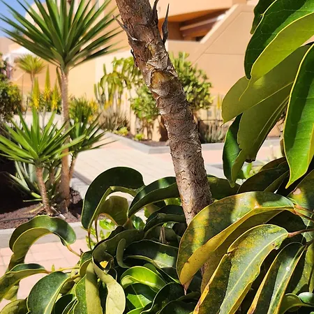 Apartmán Oro De La Bahia Caleta De Fuste