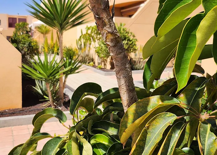 Apartamento Oro De La Bahia Caleta de Fuste